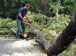 Best Emergency Tree Removal  in Tioga, ND