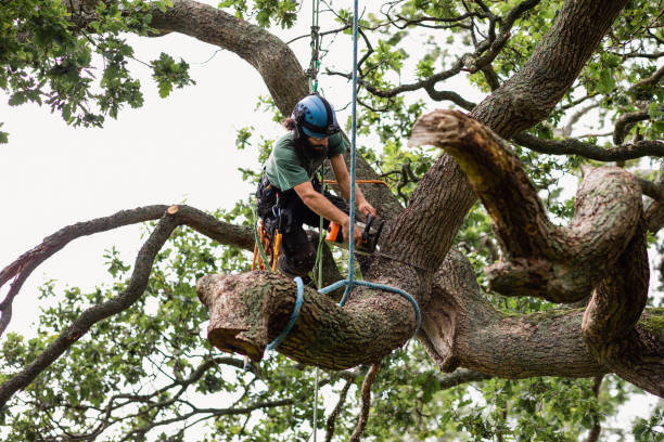 Best Tree Maintenance Programs  in Tioga, ND