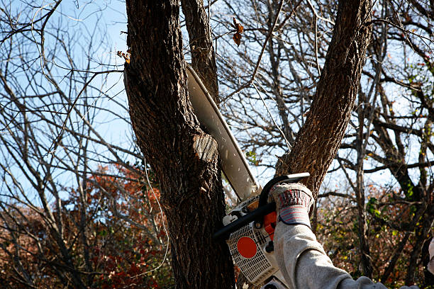 Best Tree Cabling and Bracing  in Tioga, ND