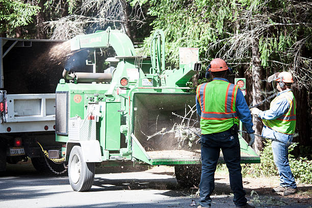 Best Tree Disease Treatment  in Tioga, ND