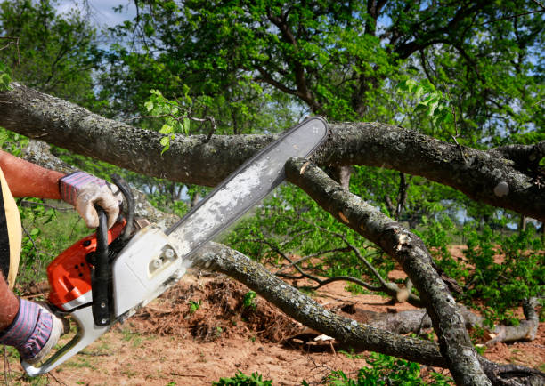 Best Tree Preservation Services  in Tioga, ND