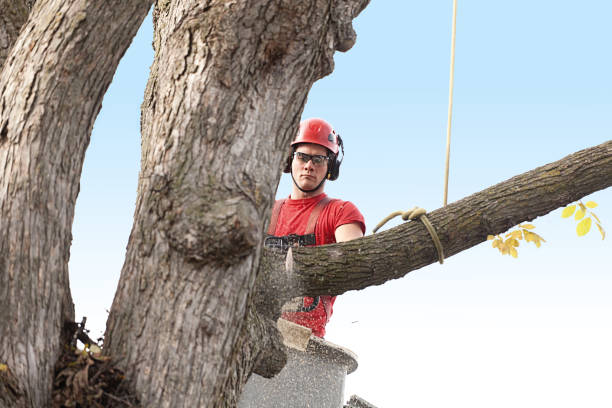 Best Stump Grinding and Removal  in Tioga, ND